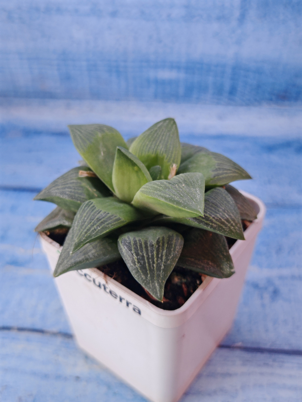 Haworthia Retusa Geraldii (Хавортия)