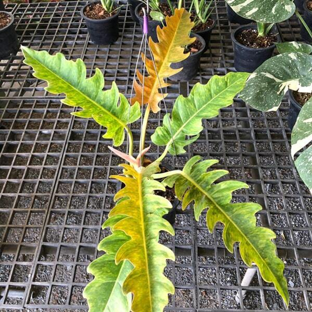 Филодендрон GOLDEN SERRATUM MARBLE