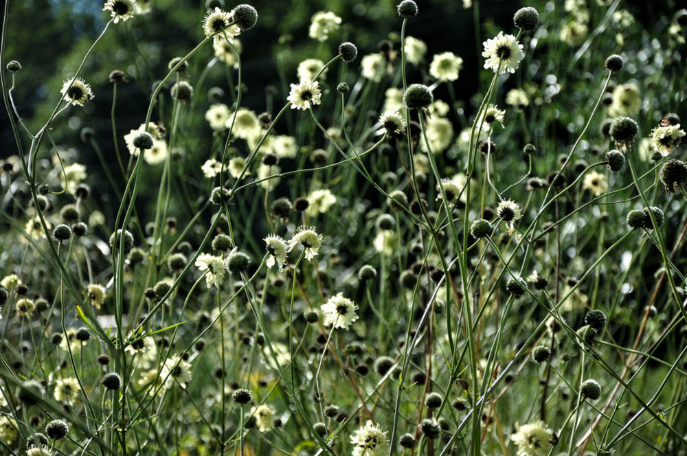 Цефалярия гигантская. Cephalaria gigantea