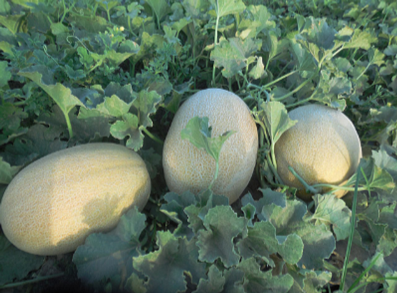 Лукстар F1 семена дыни (Enza Zaden / Энза Заден) – фото 2
