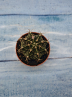Gymnocalycium Friedrichii (Гимнокалициум)
