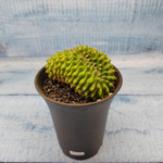 Gymnocalycium Spineless Crested form (Гимнокалициум Кристатный)