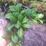 Хойя BILOBATA VAR