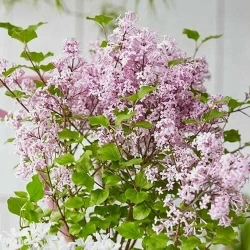 Сирень повторноцветущая Джози/Josee 60-80 см с 20