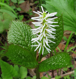 Хлорант японский. Chloranthus japonicus.