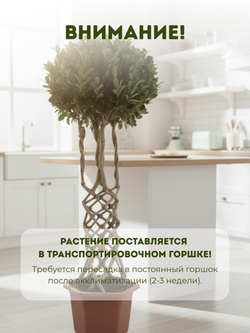 Фикус Dragon Pillar Ginseng д.43