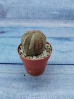 Euphoria Obesa (Эуфорбия)