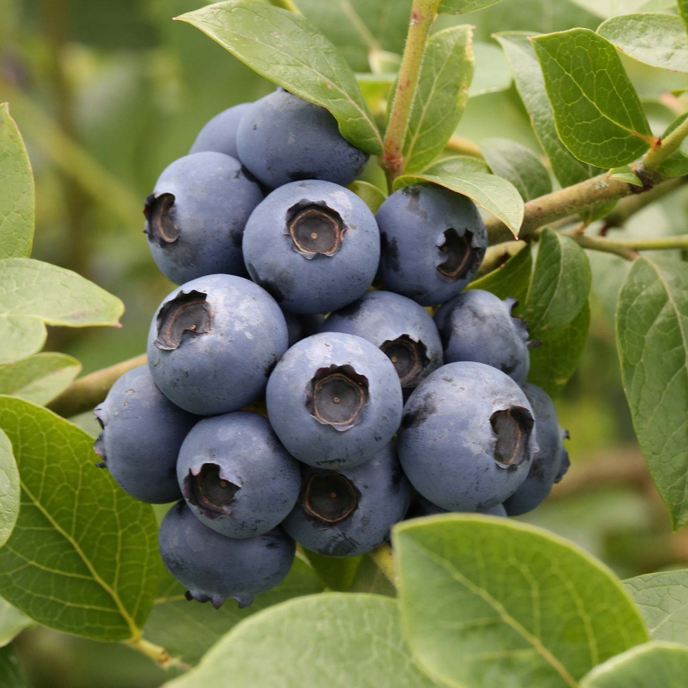 Голубика Сиера