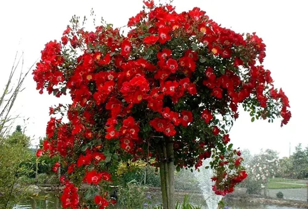 Роза на штамбе Скарлет Мейланд декор (Scarlet Meillandecor) 90-100 см. Закупка М34 ЗАМЕНА