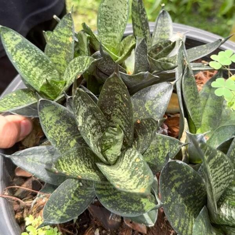 Сансевиерия MALACHITE