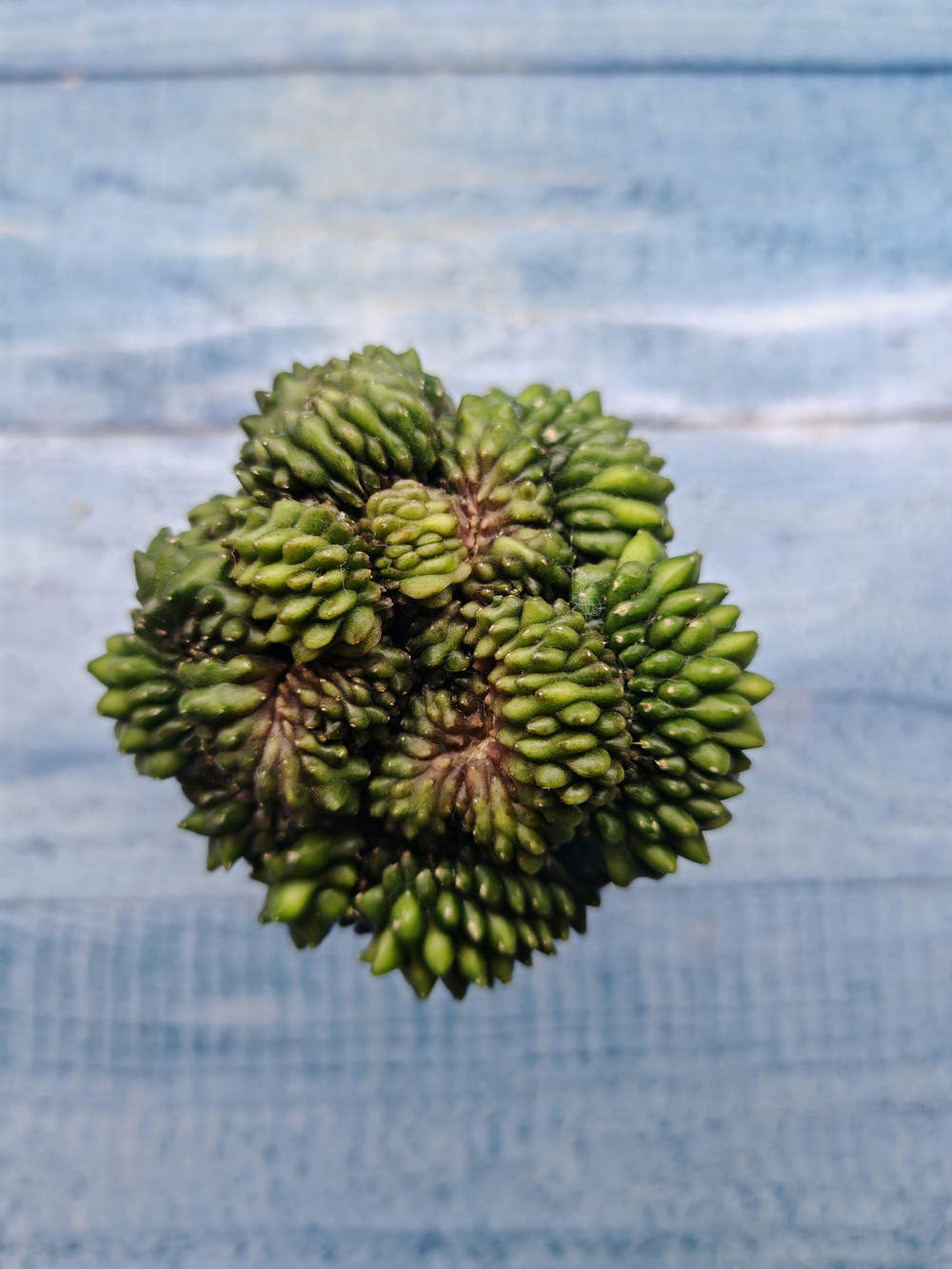 Gymnocalycium Spineless Crested form (Гимнокалициум Кристатный)