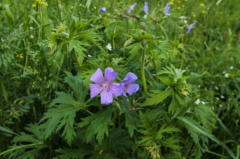 Травы для лечения и профилактики