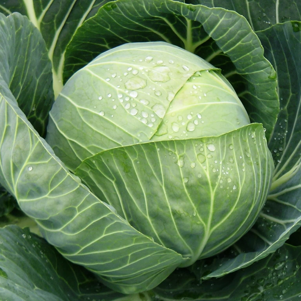 Капуста б/к Агрессор F1 (100шт) Витагрин Профи