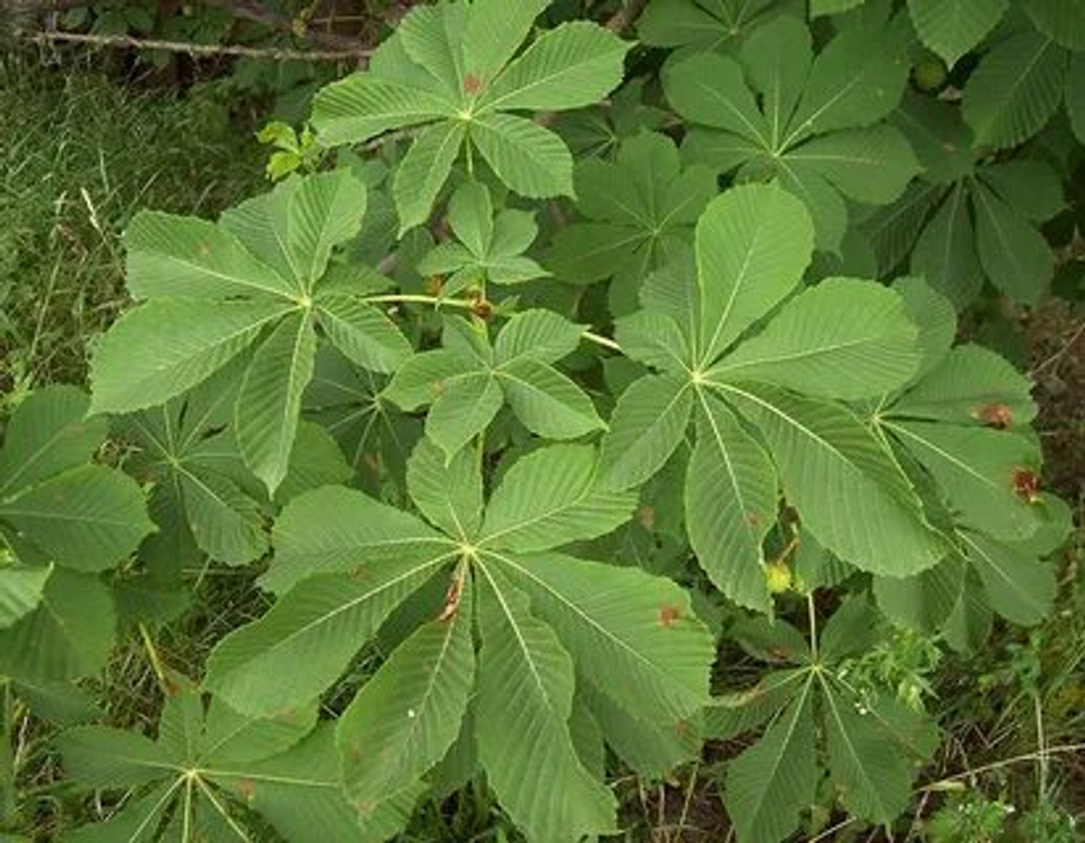 Каштан конский Pyramidalis