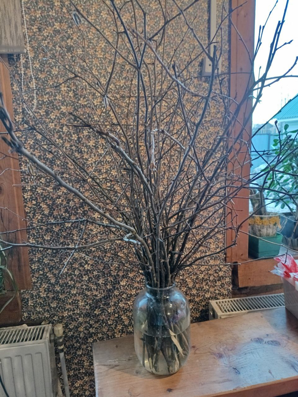 Ветки яблони