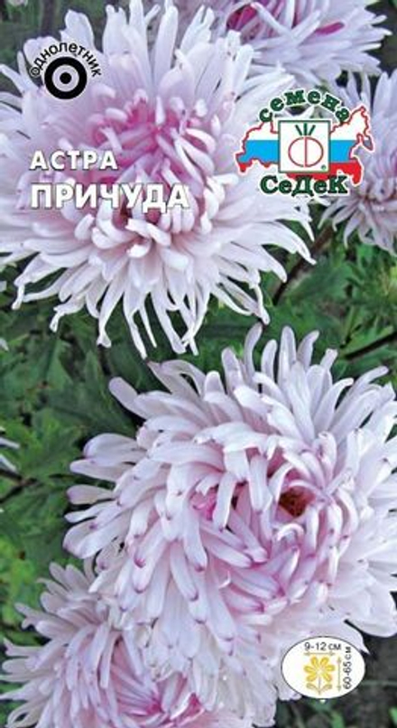 Астра Причуда