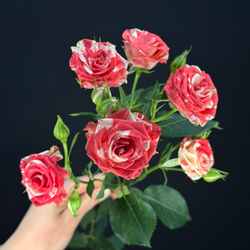 Роза кустовая fireworks / 1 шт