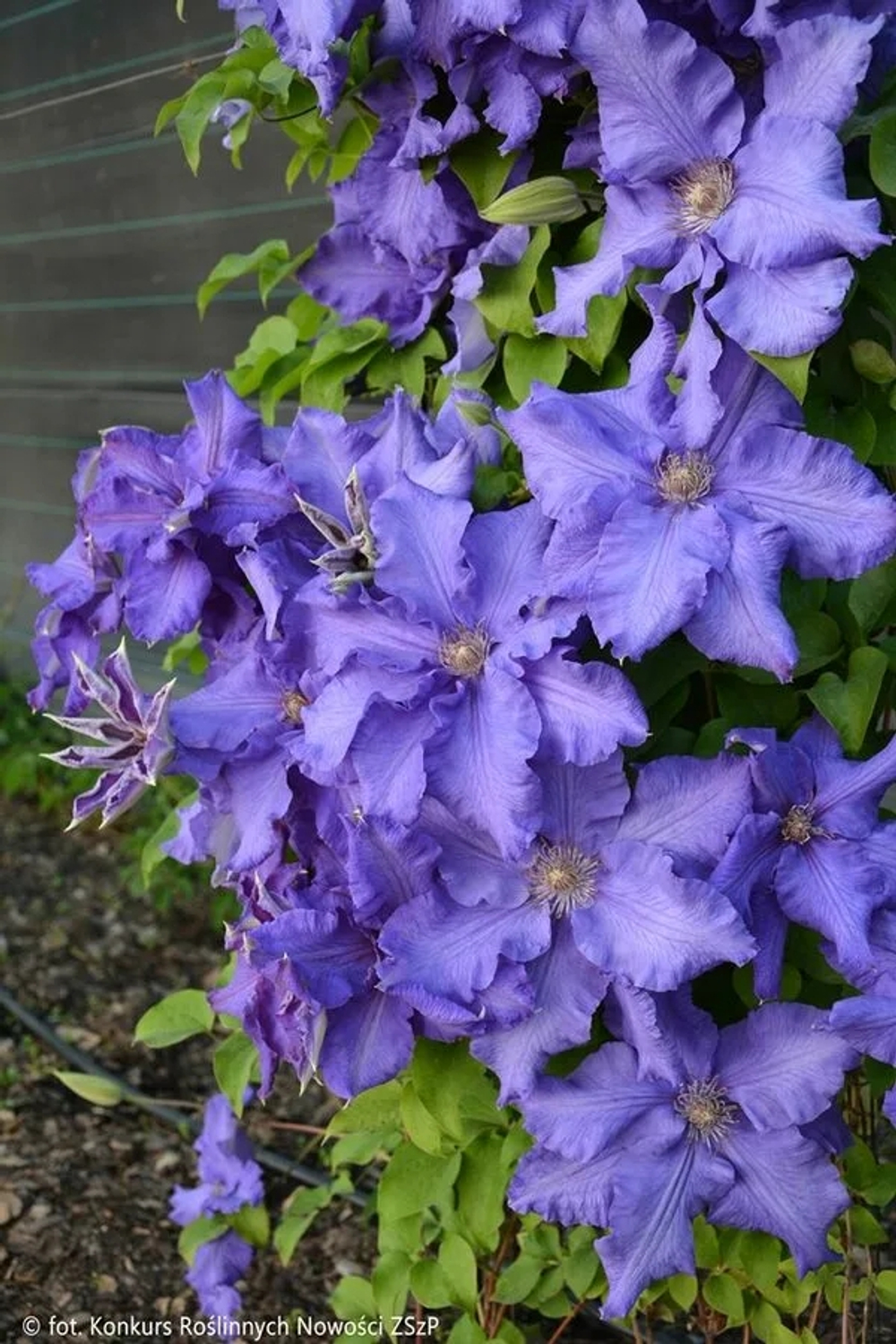 Клематис Baltic Waves( Балтик Вэйвз) Стандарт поставки Р9