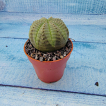 Euphoria Obesa (Эуфорбия)