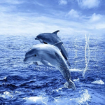 Штора для ванной комнаты Фотопринт 180*180 "ДЕЛЬФИНЫ" с кольцами Two dolphins