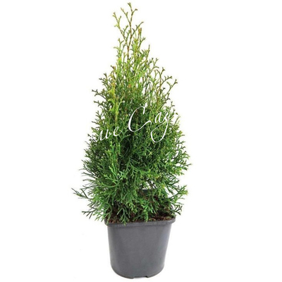 Туя западная Смарагд