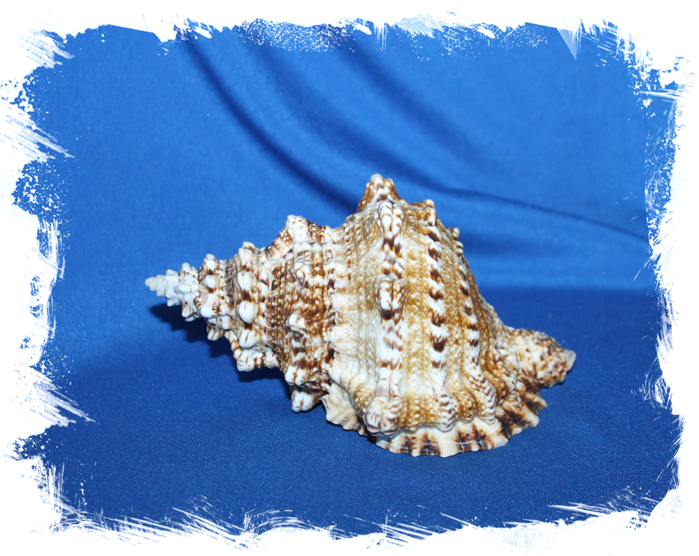 Ракушка Бурса Бубо 13-16 см