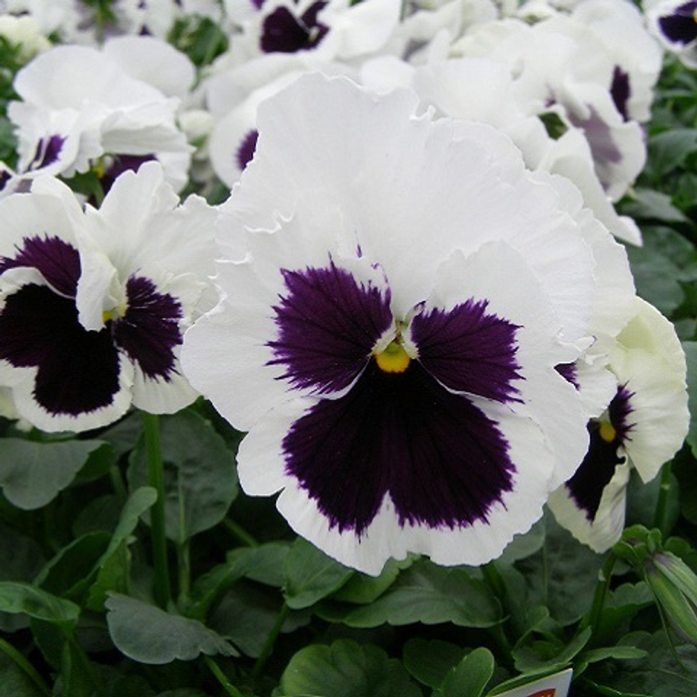 Виола белая с пятном (White Blotch ) (6шт)