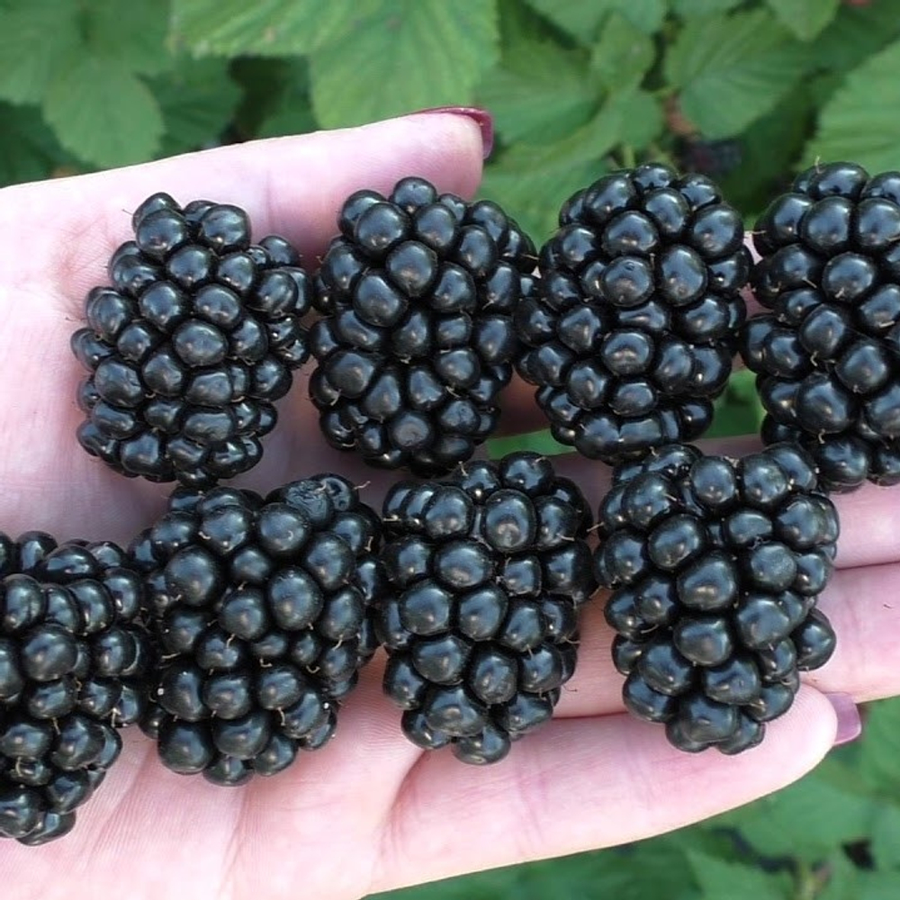 Ежевика Полар ЗКС