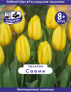 Тюльпан Луковица, Саами, 8+ шт