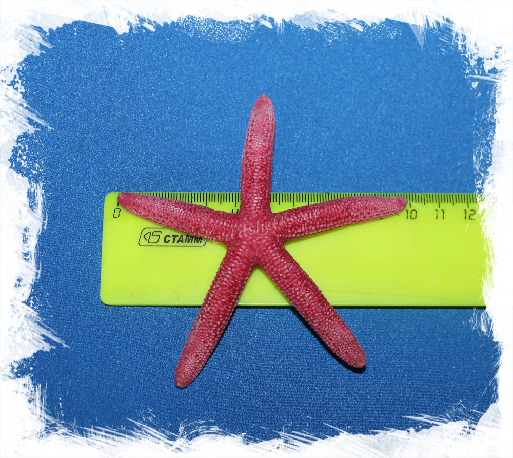 Красная морска звезда Фингер, 7-10см, 1шт