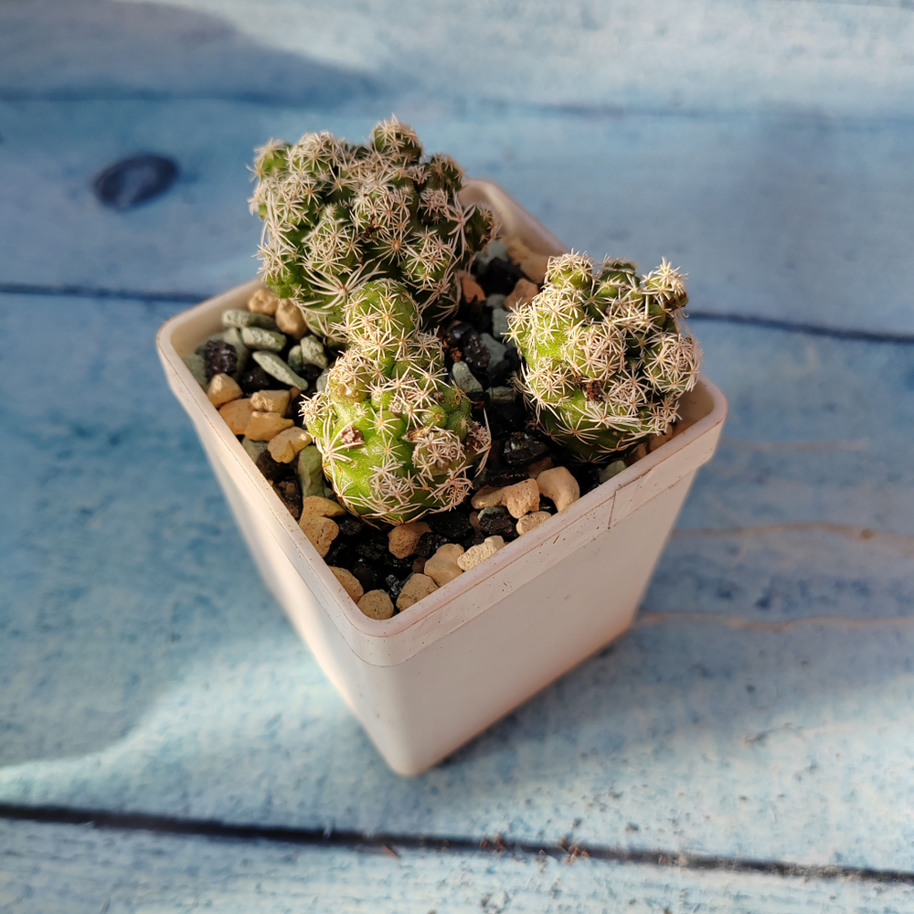 Mammillaria Vetula (Маммилярия)