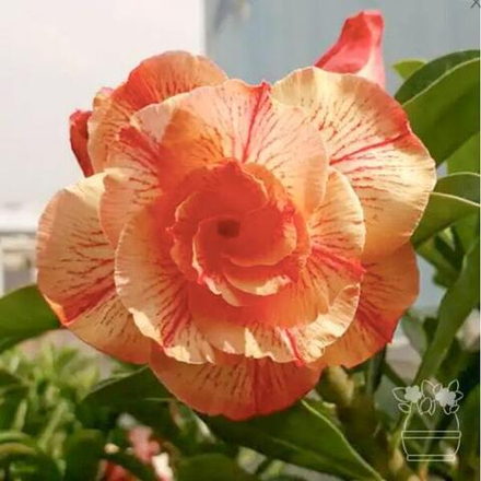 Адениум обесум 240 Tài (X65)