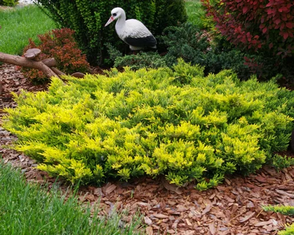 Можжевельник горизонтальный Лайм Глоу Р9 10-15 см*10-15 см Закупка М62 апрель-май 2026