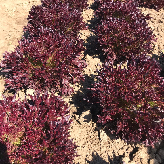 Винтекс семена салата хрустящего с сильно рассеченным листом – фото 9