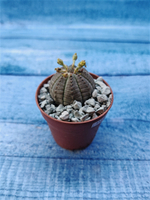 Euphoria Obesa (Эуфорбия)