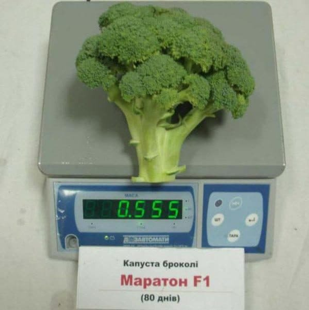 Капуста брокколи Маратон F1 (50шт)  Витагрин Профи