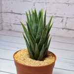 Haworthia Glauca (Хавортия)