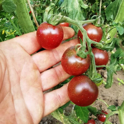 Помидоры - Black Opal - Чёрный Опал