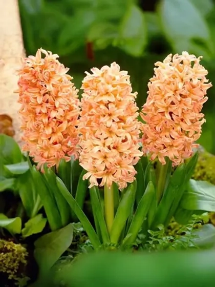 Гиацинт Джипси Квин