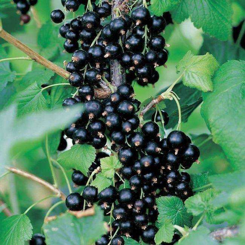 Саженцы смородины черной Титания