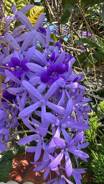 Ориентировочный график рассылок растений по датам