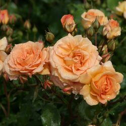 Бентхаймер Голд (Bentheimer Gold)