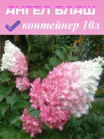 Ангел Блаш гортензия метельчатая
