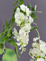 Глициния белая (h95 см)