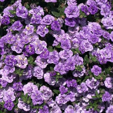 19239 Калибрахоа MINIFAMOUS NEO DOUBLE LOOPY LAVENDER (ВЕСНА 2025)