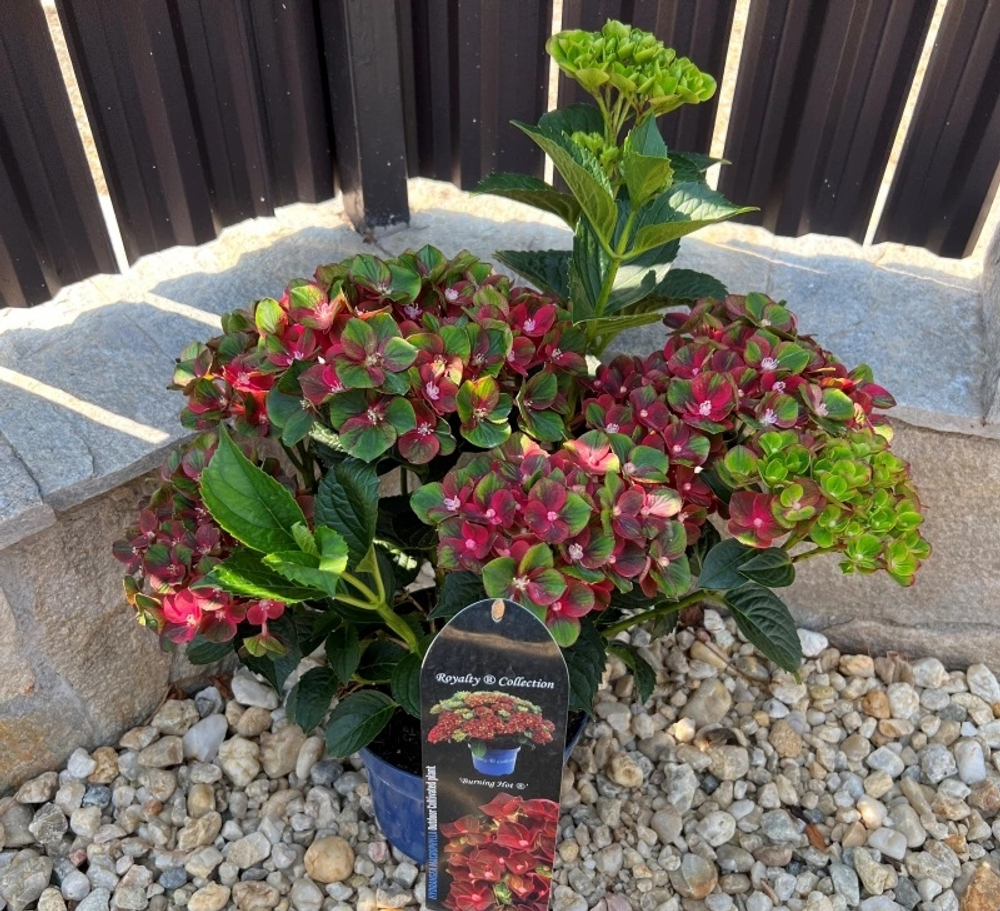 BURNING HOT/БЕРНИН ХОТ (Стандарт поставки Р9)2025г.