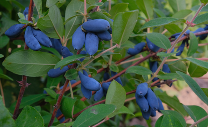 Жимолость Синий утёс