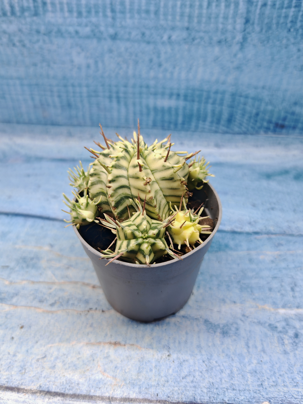 Euphorbia meloformis f. Variegated (Эуфорбия вариегатная)