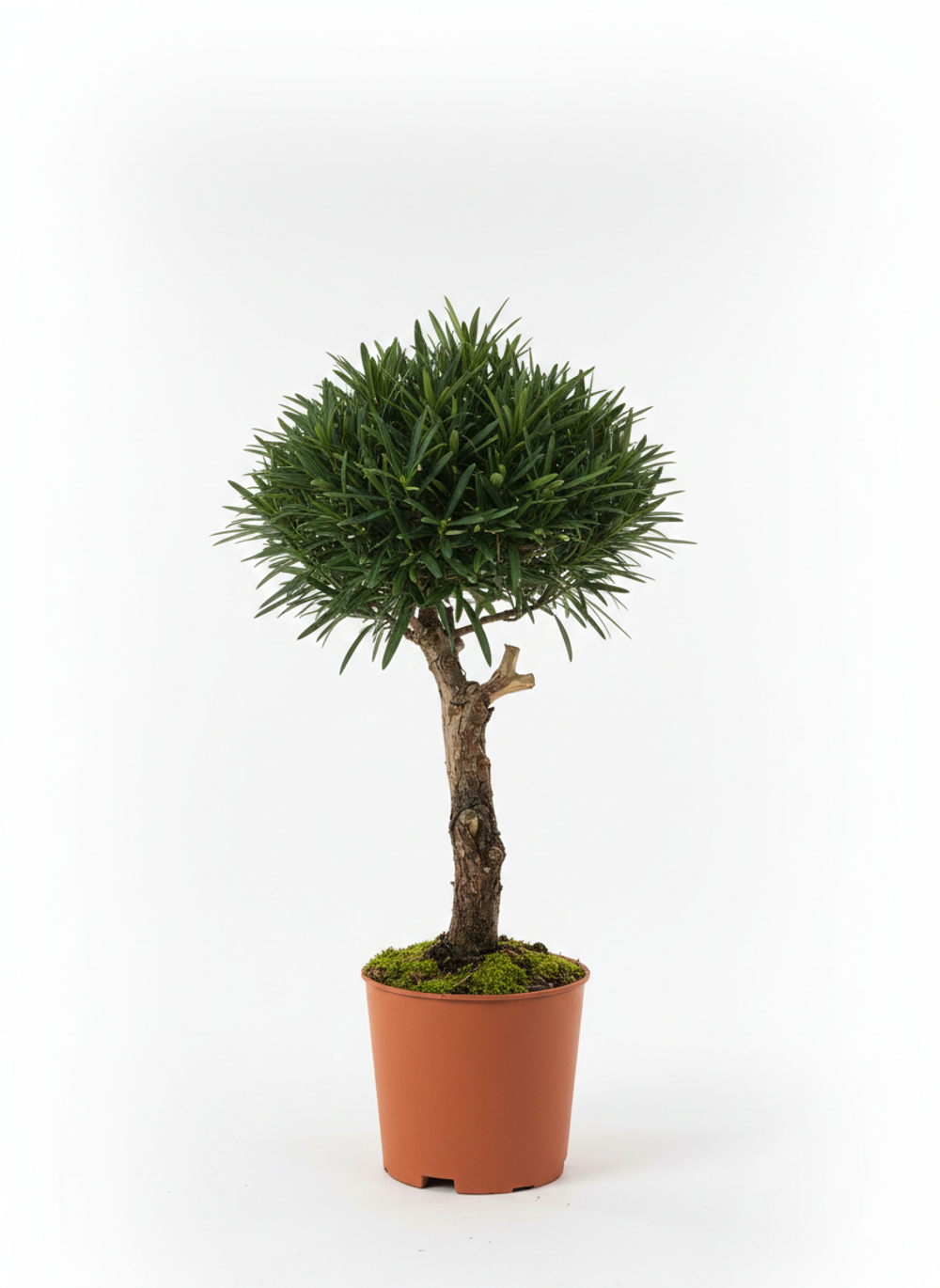 Подокарп крупнолистный Japanese Hinoki Cypress д.15