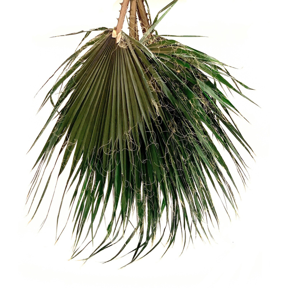 Лист пальмы стабилизированный 60х80см